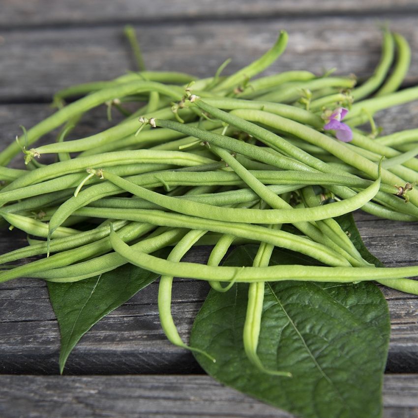 Brytböna 'Fleuret', Mycket tunna och fina, helt trådfria, gröna baljor.