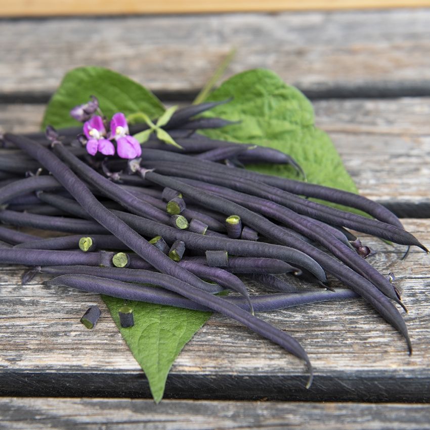 Purpurböna Velour. Mycket tunna och fina, mörkt violetta och trådfria baljor