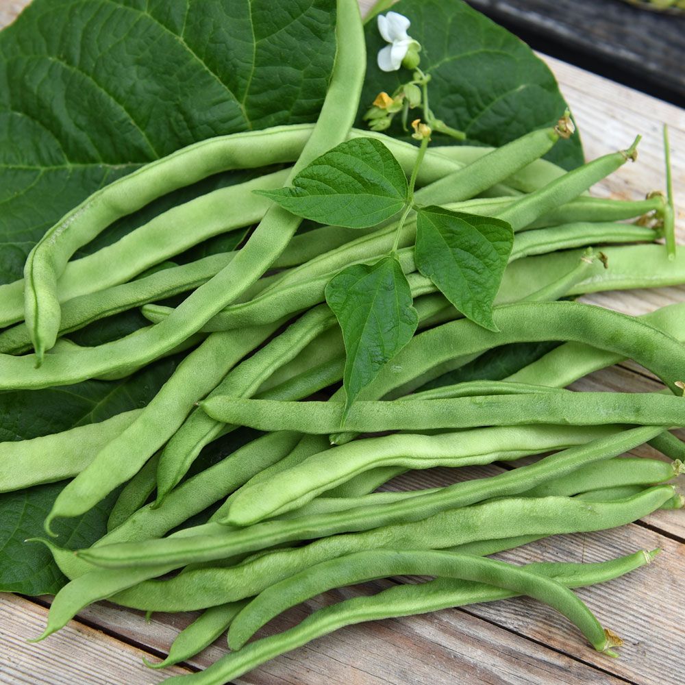 Störbrytböna 'Neckar Königin', Mörkgröna, trådfria, smala, bönor med god smak.