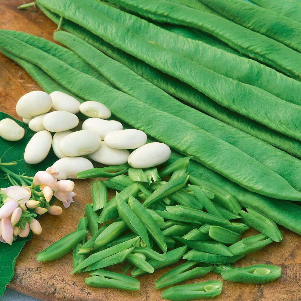 Rosenböna 'White Emergo', Gröna baljor med cremevita smörbönor.