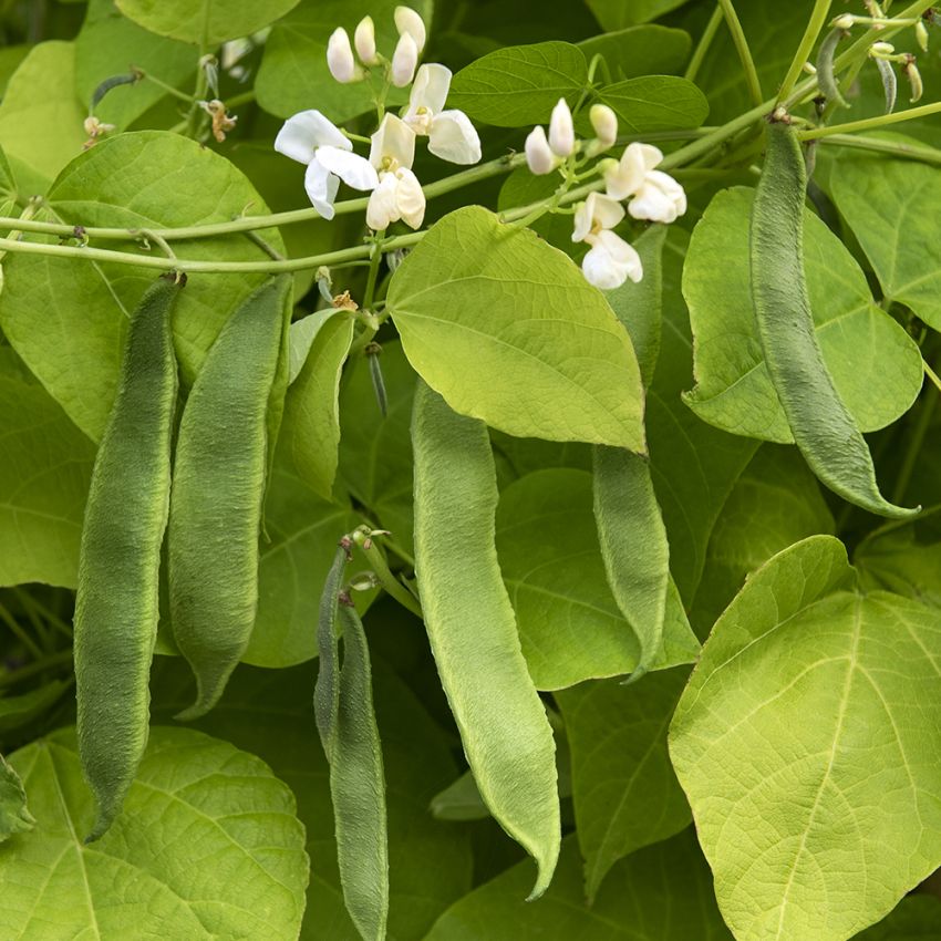 Rosenböna ''''Corona''''