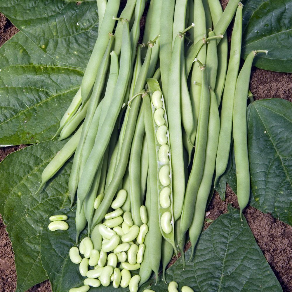 Flageoletböna 'Flajoly', Fransk gourmetböna. Stora, grönvita bönor.