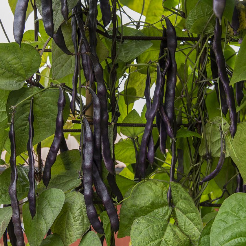 Störpurpurböna 'Cosse Violette', Kraftigväxande brytböna med trådfria baljor.