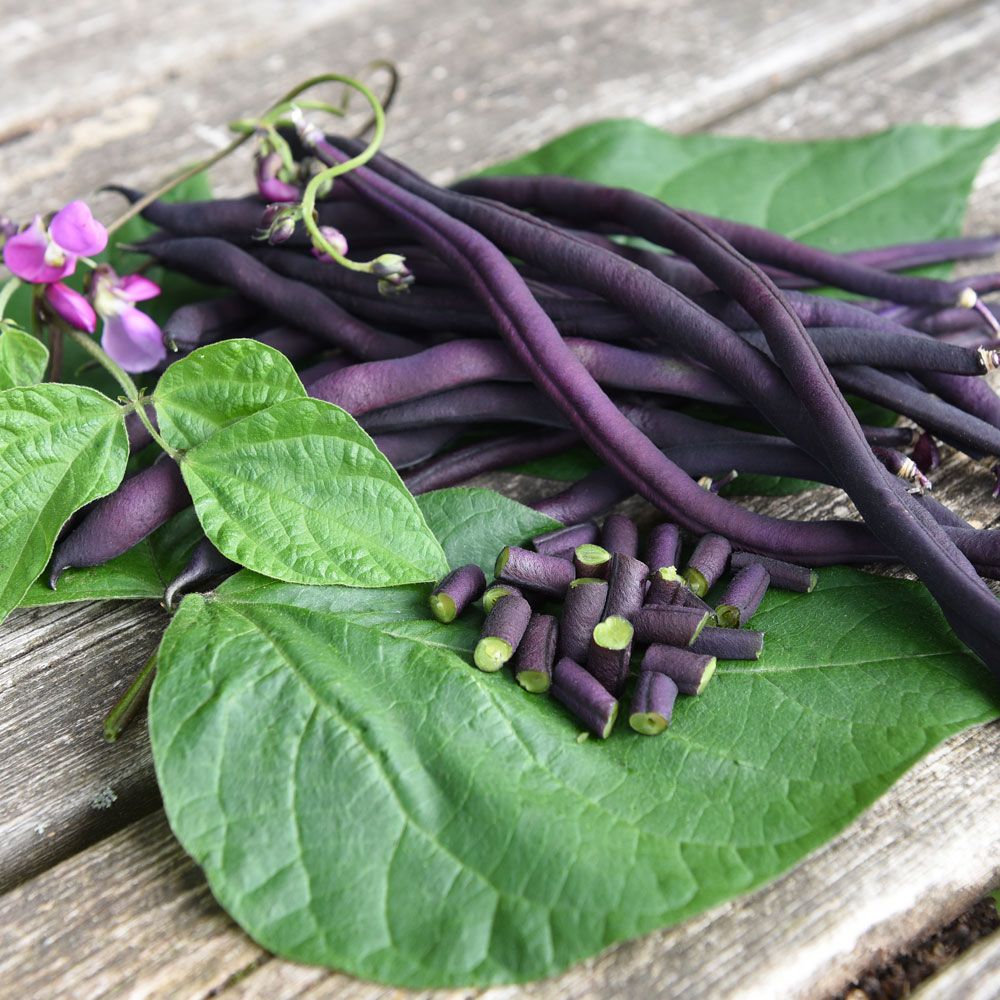 Störpurpurböna 'Carminat', Djupt purpurviolett brytböna med helt trådfria baljor