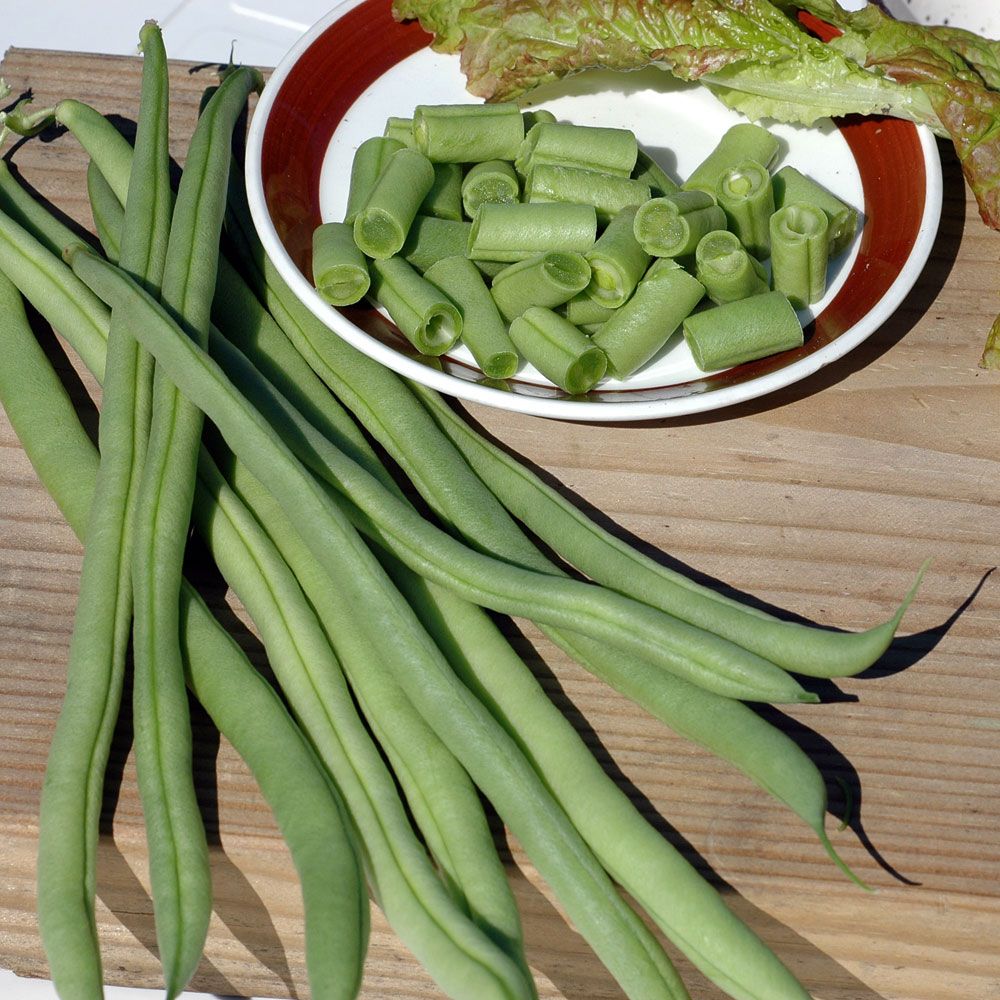 Störbrytböna 'Cobra', Ljusgröna, trådfria, baljor med delikat smak.