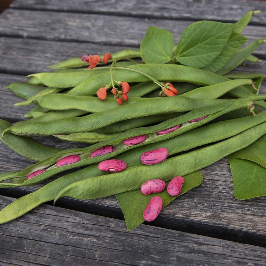 Rosenböna ''Prizegewinner'', Rödblommande med mycket långa, välfyllda baljor.