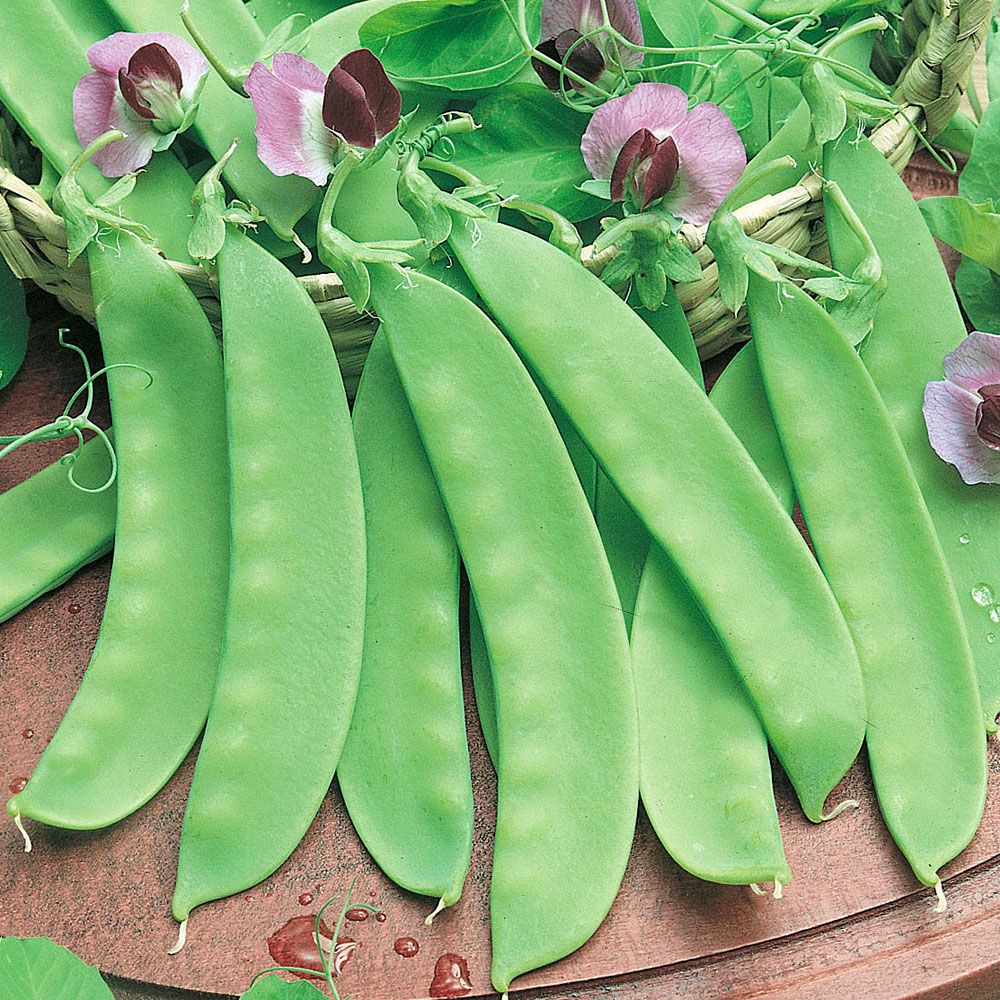 Sockerärt 'Carouby De Maussane', violettblommande fransk sommarärt. Mycket söt.