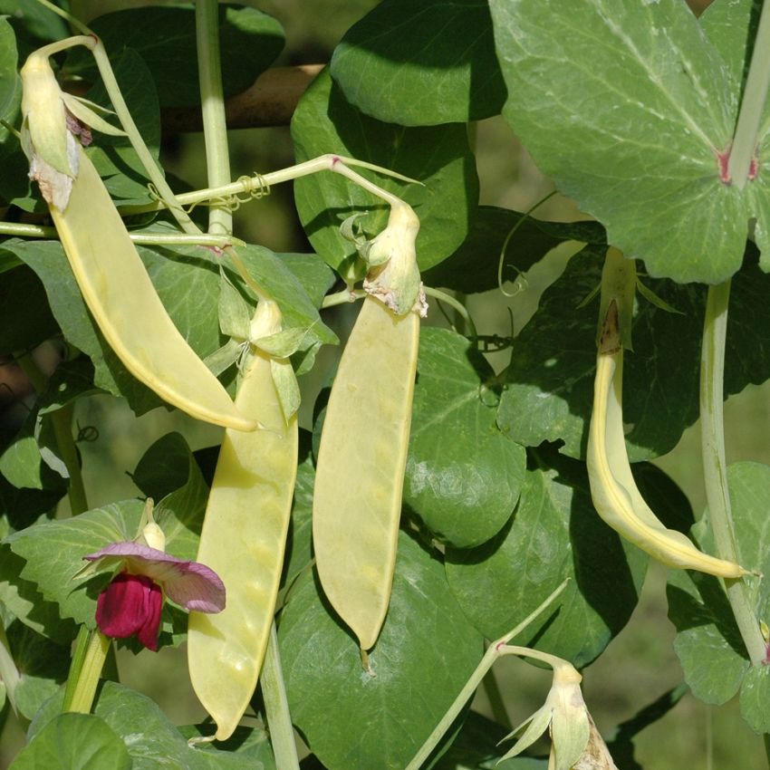 Sockerärt 'Golden Sweet', ovanlig ärt från Indien med ljust citrongula baljor.