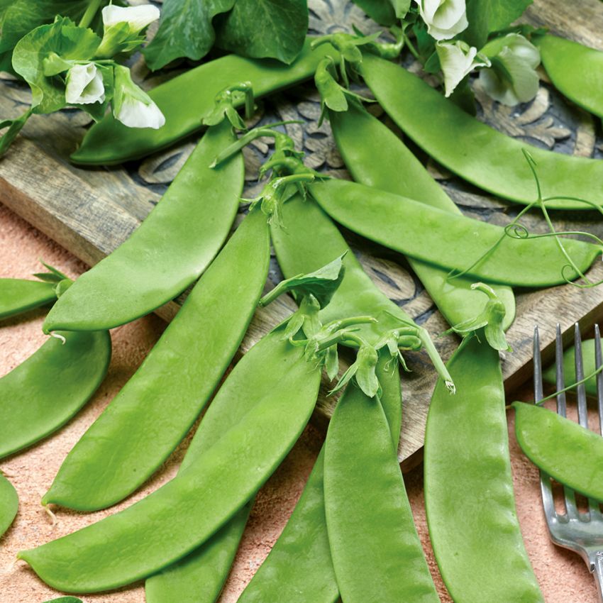 Sockerärt 'Oregon Sugar Pod', Odlingsvärd sort som ger saftiga, goda baljor.