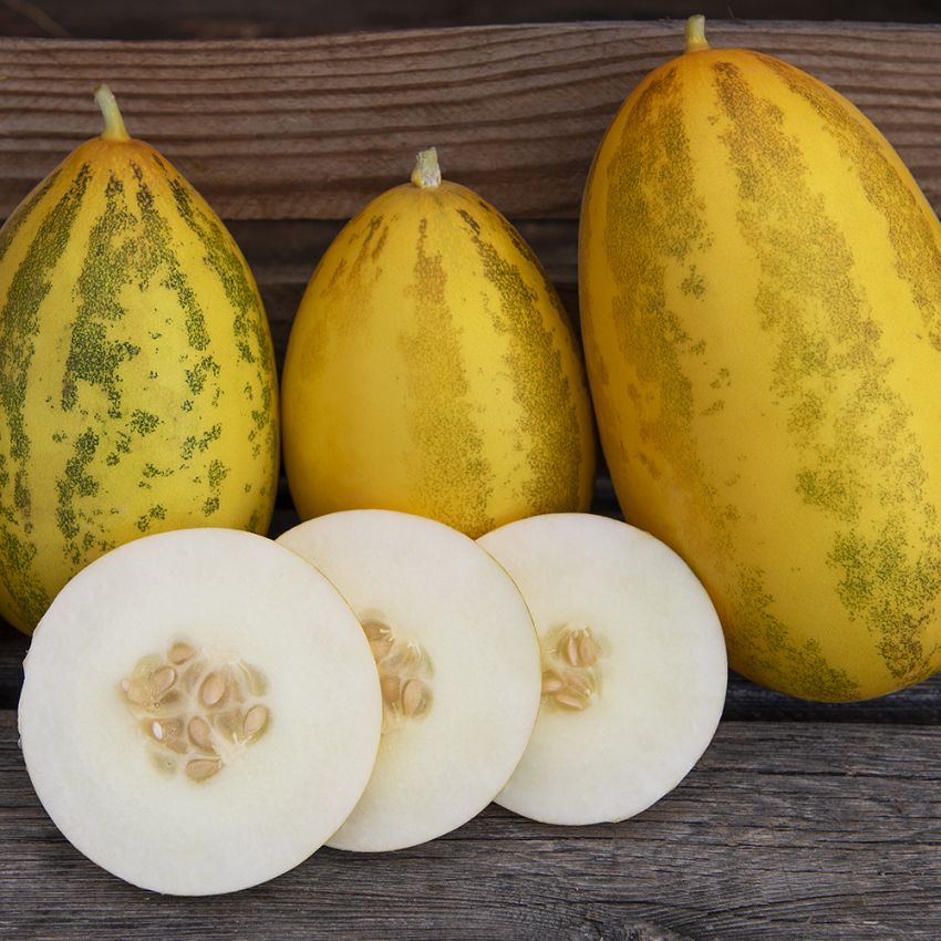 Orientalisk Melon F1 'Prolific' avlång melon med ljusgult fruktkött