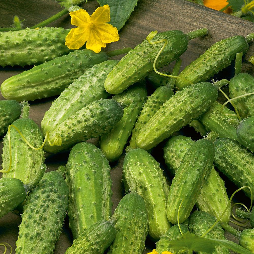 Druvgurka 'Vert Petit de Paris', Tidig, småfruktig sort med söt och god smak.