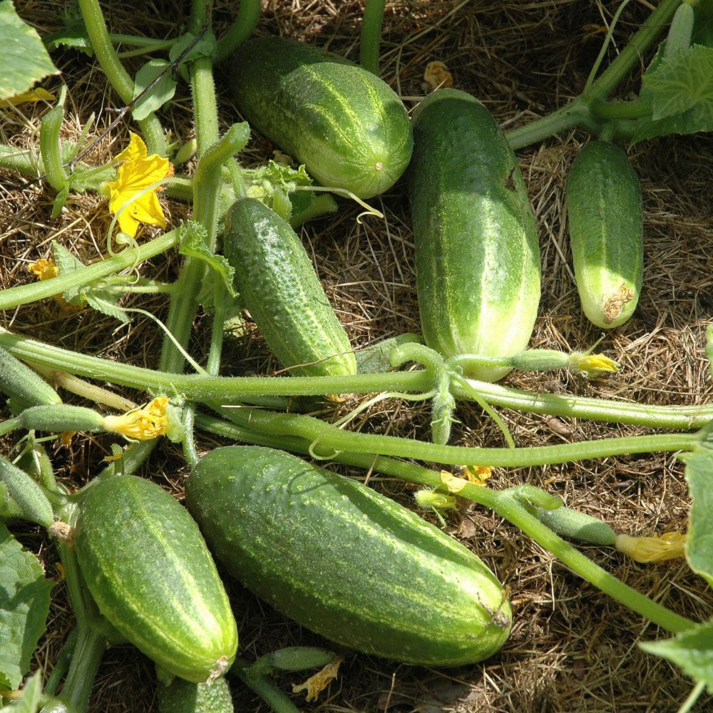 Druvgurka F1 'Partner', Hög avkastning med ca 12 cm långa frukter.