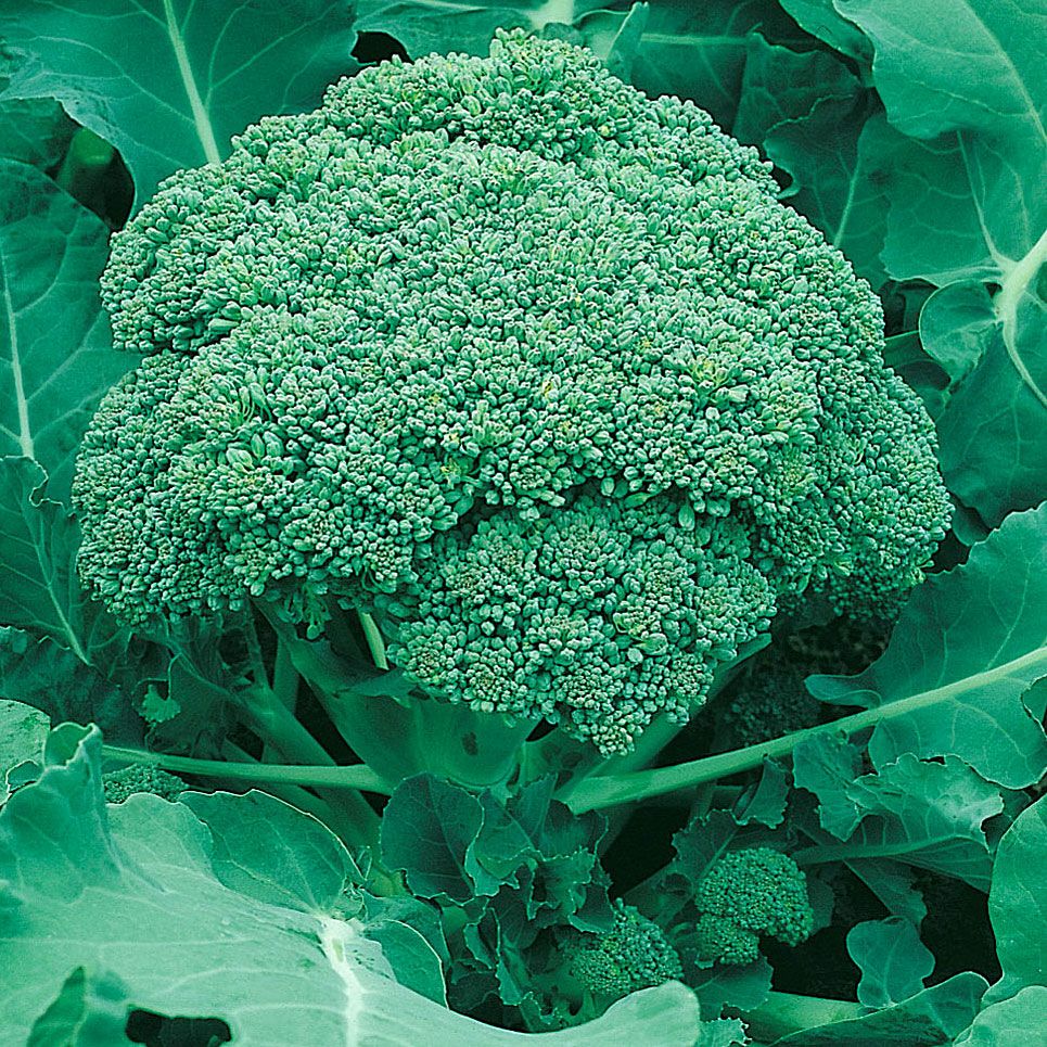 Broccoli 'Ramoso', Kulturarv från 1880. Mörkgrön. Mycket smakrik.