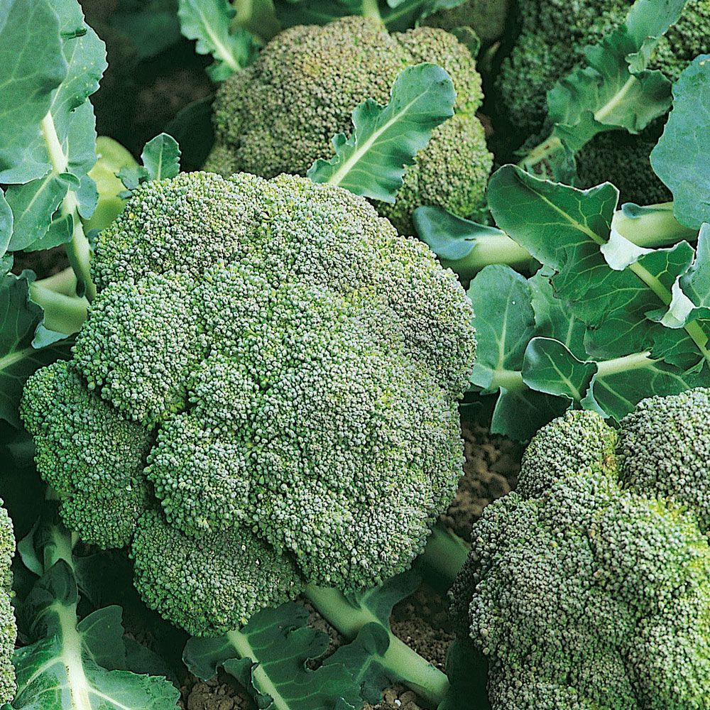 Broccoli F1 Green Magic, Exklusiv sort med täta, mörkgröna buketter. Smakrik