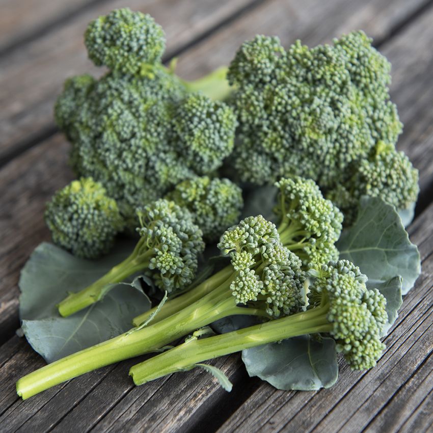 Broccoli F1 'Hirzia' med långa stjälkar som grenar sig vart efter man skördar