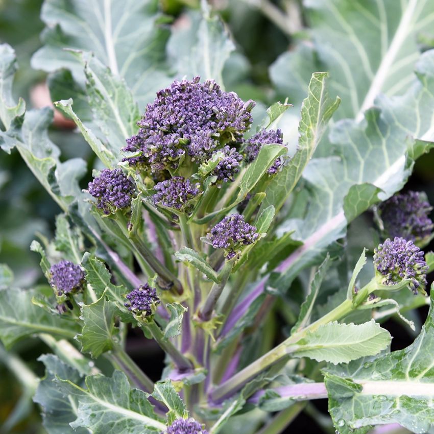 Vinterbroccoli 'Summer Purple', purpurlila broccoli med mängder av sidoskott.