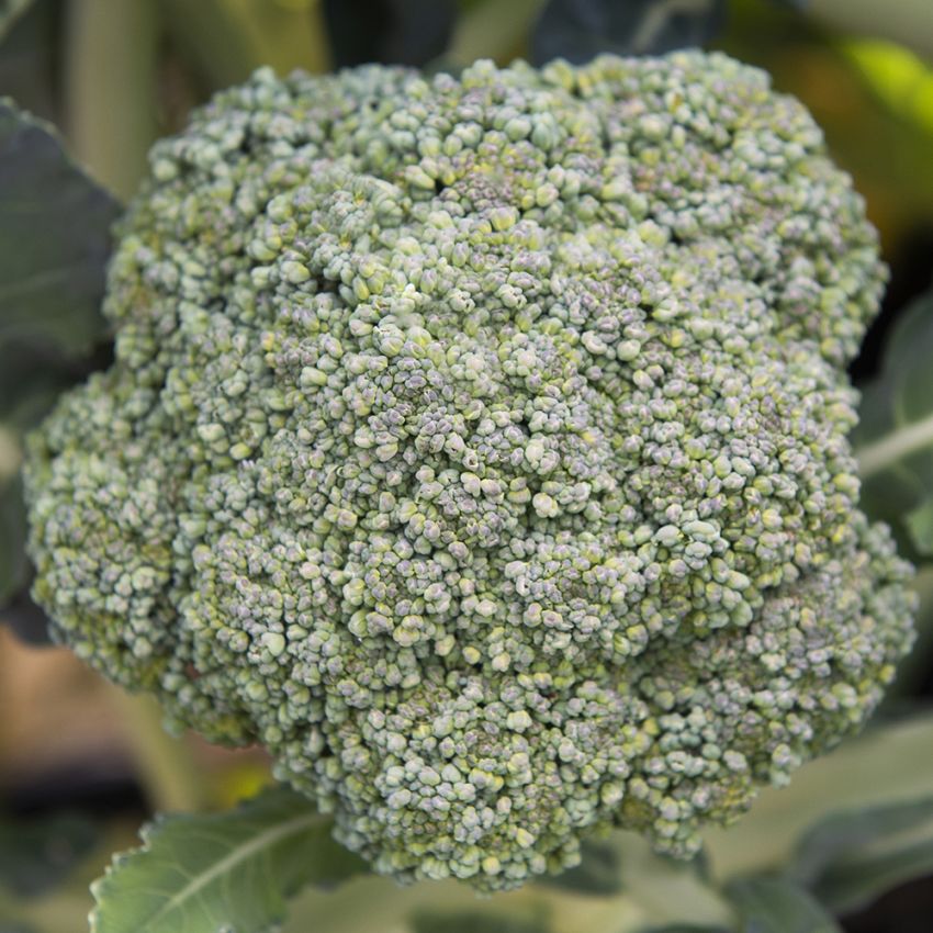 Broccoli ''Limba'', Mycket tidig broccoli med mörkt gröna huvuden.