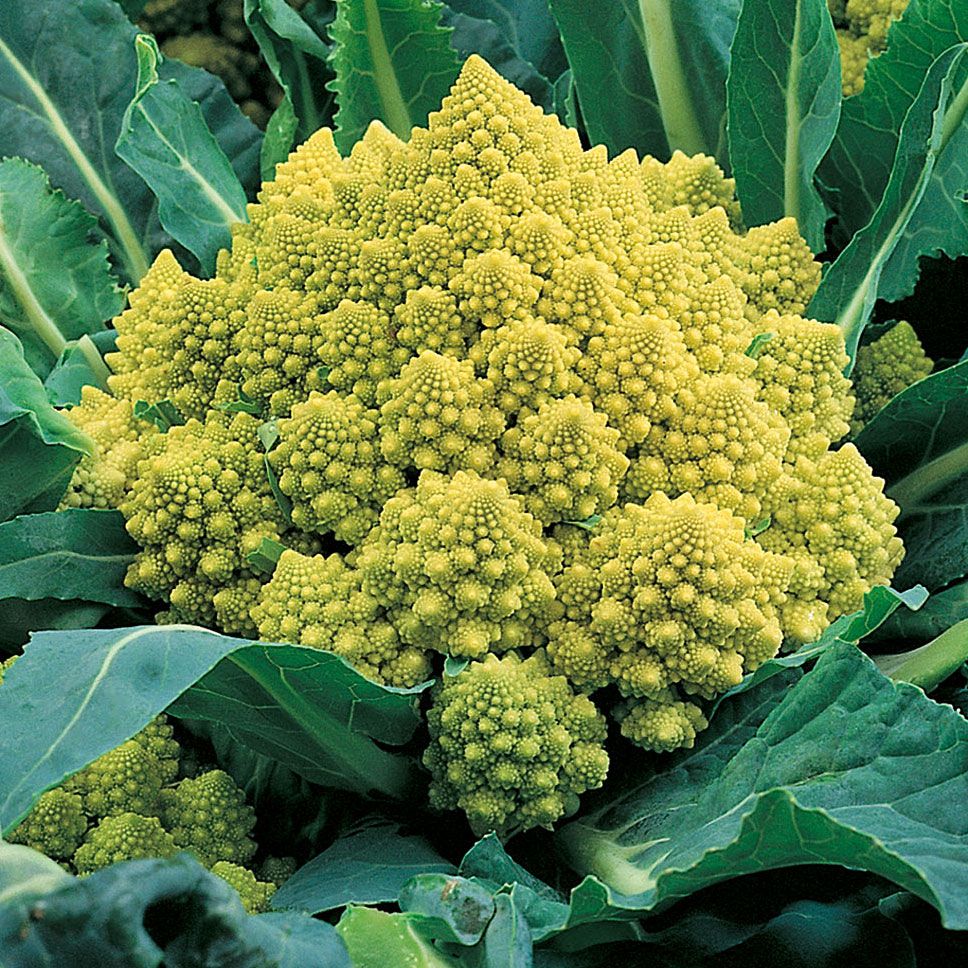 Broccolo 'Romanesco Nataliono', Dekorativa, gulgröna, huvuden i konisk formation