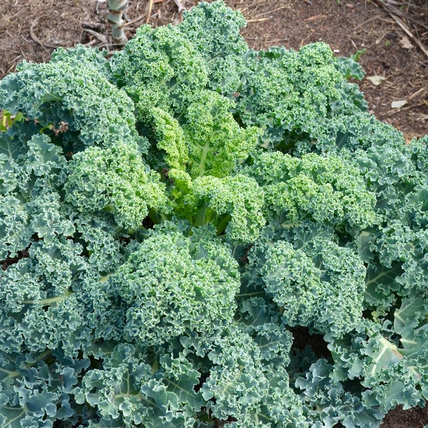 Grönkål 'Dwarf Green Curled', Mörkgröna, tätt krusade blad av utmärkt kvalitet.