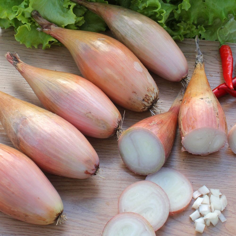 Schalottenlök 'Zébrune', Medelstora lökar med brunrosa skal och vitt fruktkött.