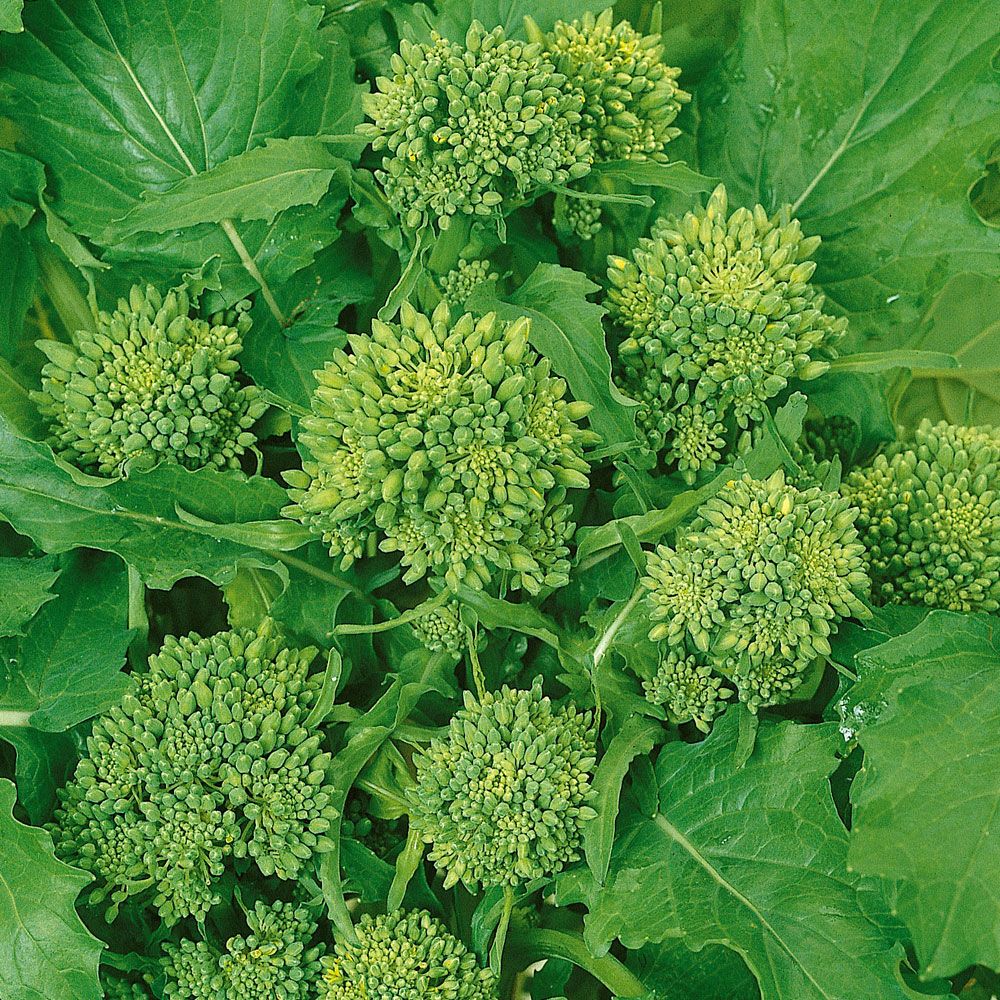 Broccolirybs 'Quarantina', kålväxt. Unga skott och huvuden äts lättkokta.