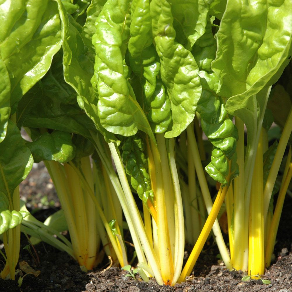 Mangold 'Bright Yellow', Gulstjälkig mangold. God och dekorativ bladgrönsak.