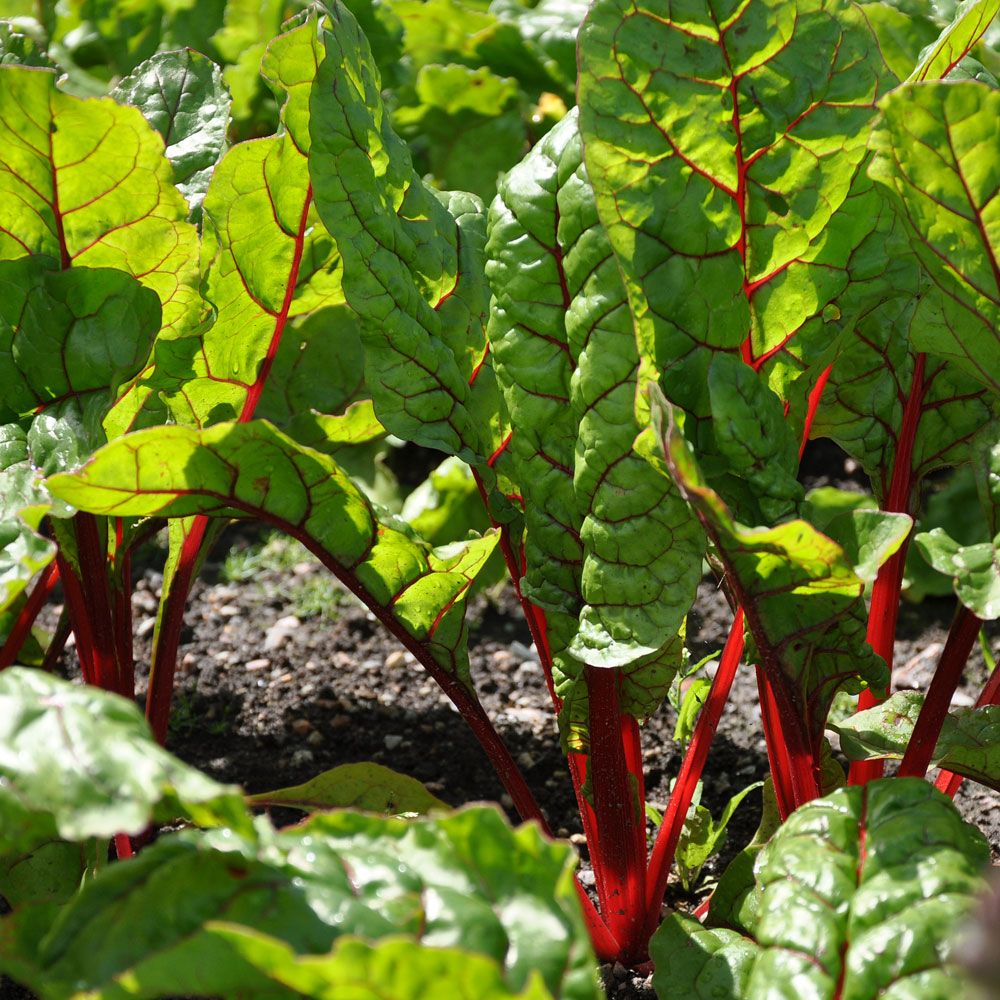 Mangold 'Rhubarb Chard' i gruppen Fröer / Grönsaksväxter / Bladgrönsaker / Mangold hos Impecta Fröhandel (9355)
