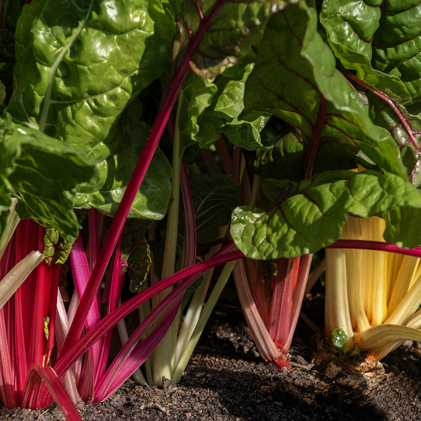 Mangold 'Bright Lights', Dekorativ, bladstjälkar i gult, rosa, orange och vitt.