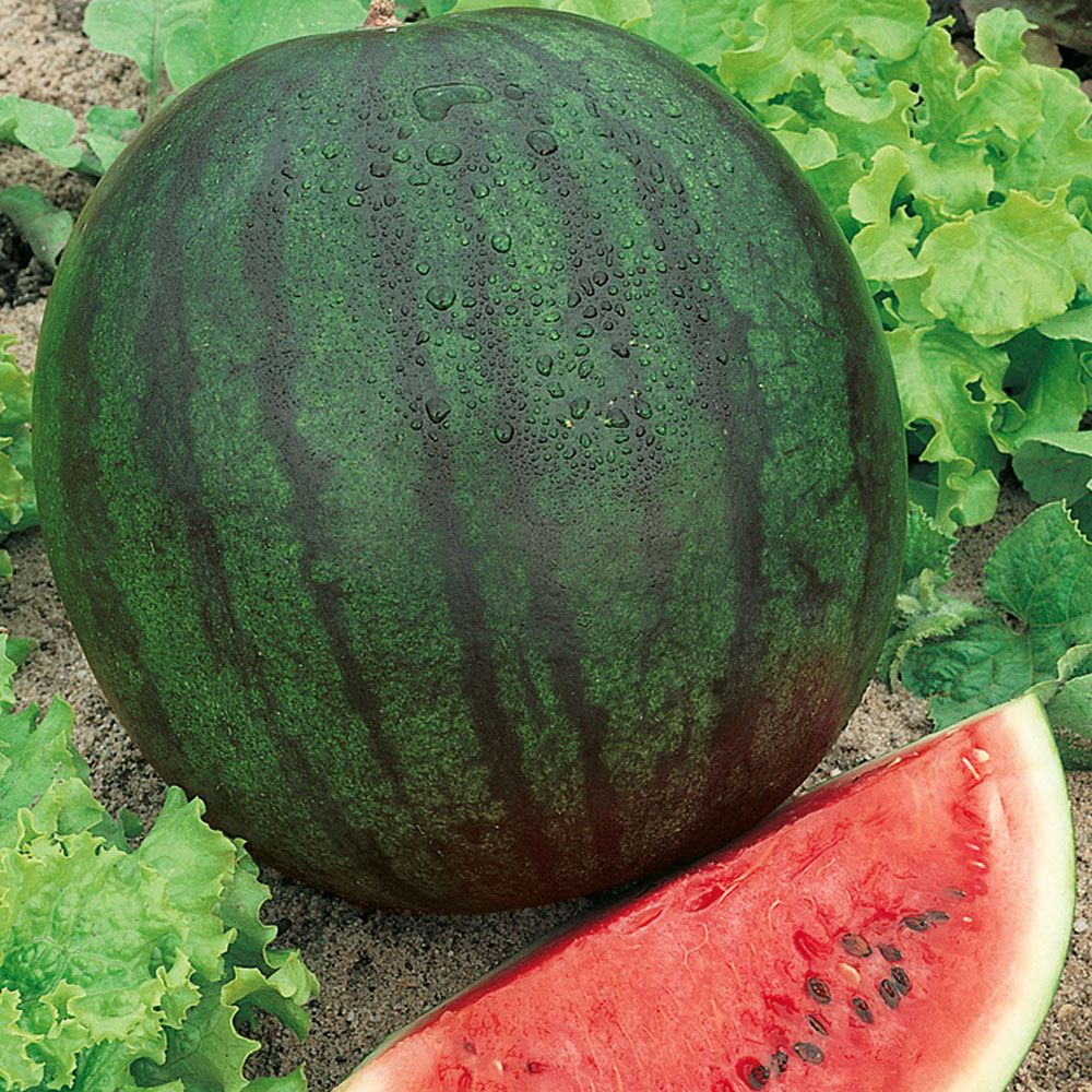 Vattenmelon 'Sugar Baby', Blågröna frukter med rött fruktkött.