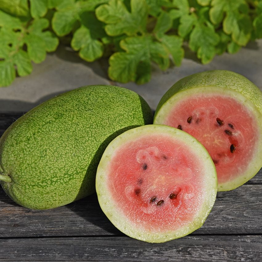 Vattenmelon 'Charleston Gray', Stora, ljusgröna, avlånga frukter.