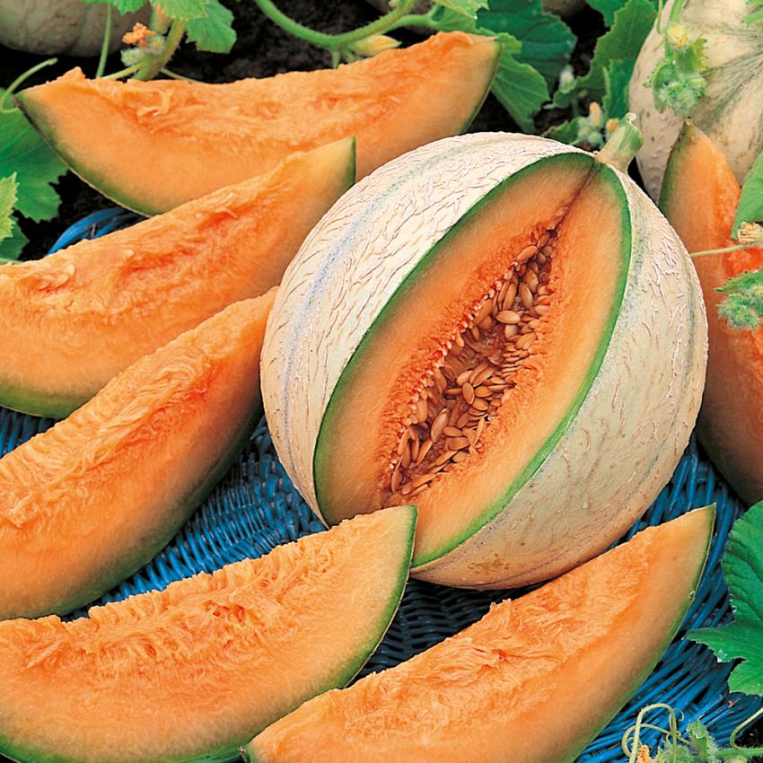 Cantaloupemelon 'Cantalupo di Charentais', ljusa, radmönstrade frukter.