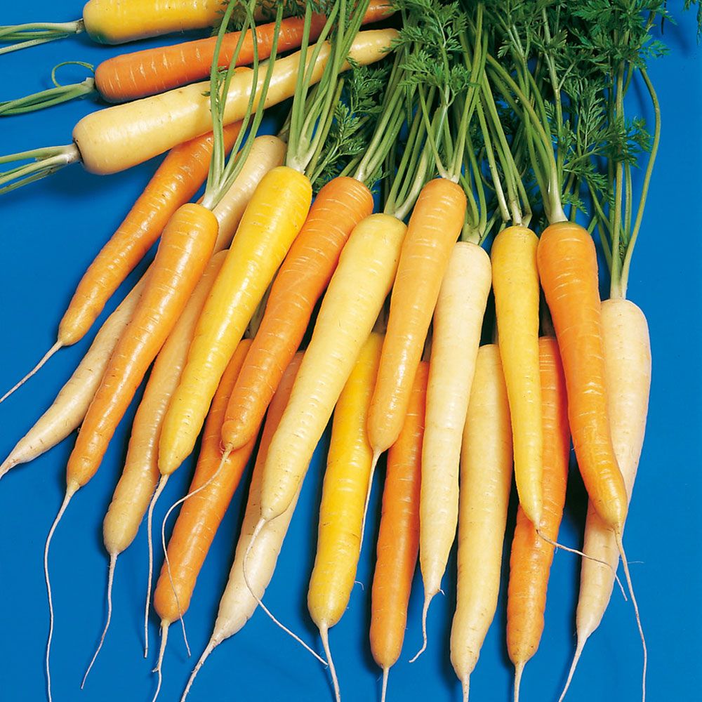 Sommarmorot F1 'Rainbow', Snabbväxande vitaminrika rötter i vitt, gult, orange.