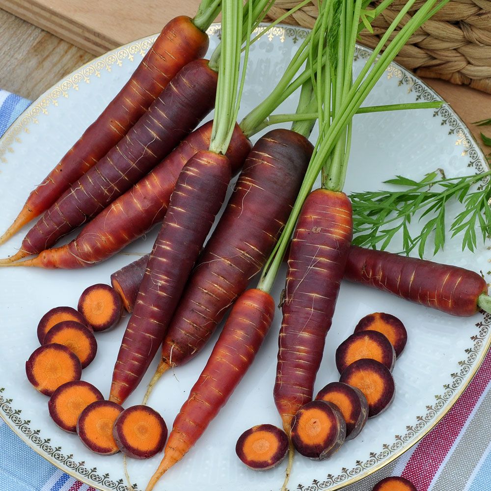 Sommarmorot F1 'Purple Haze', purpurröda, koniska rötter med orange fruktkött.