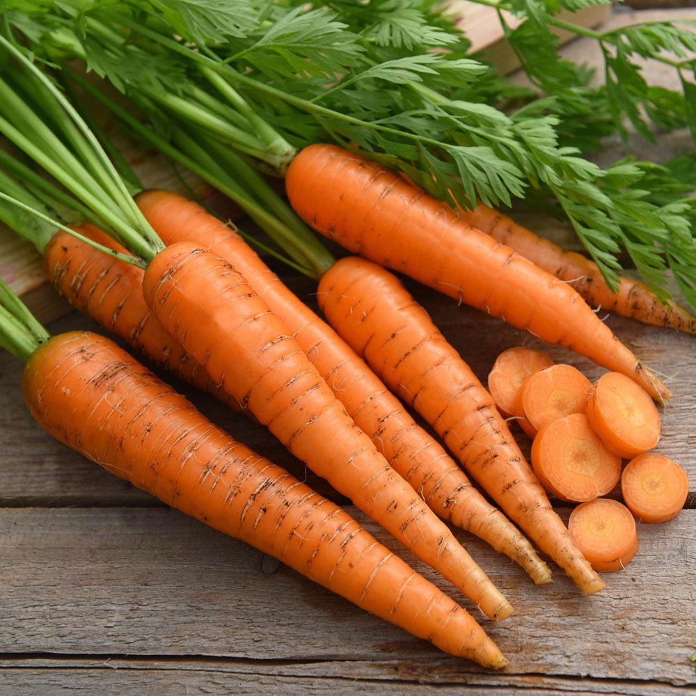 Sommarmorot ''Berlicum 2'' Släta, cylindriska och lätt koniska, orangea