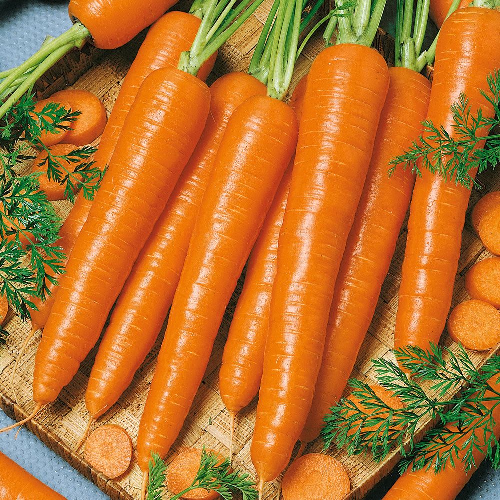 Höstmorot 'Rothild' Koniska välformade rötter med en intensiv orange färg