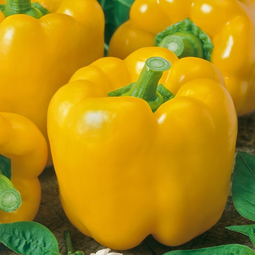 Paprika ''Yellow California Wonder'' stora, gyllengula frukter med mildare smak