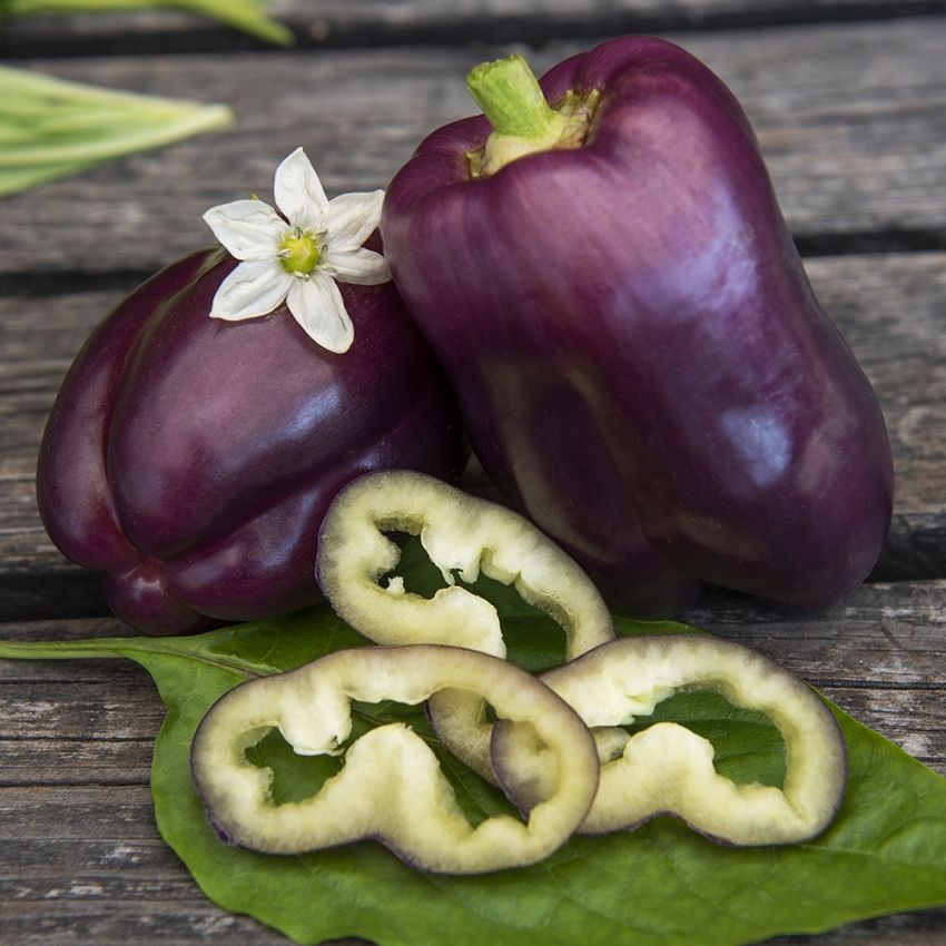 Paprika F1 'Tequila', Ger normalstora, enhetliga, blåvioletta frukter