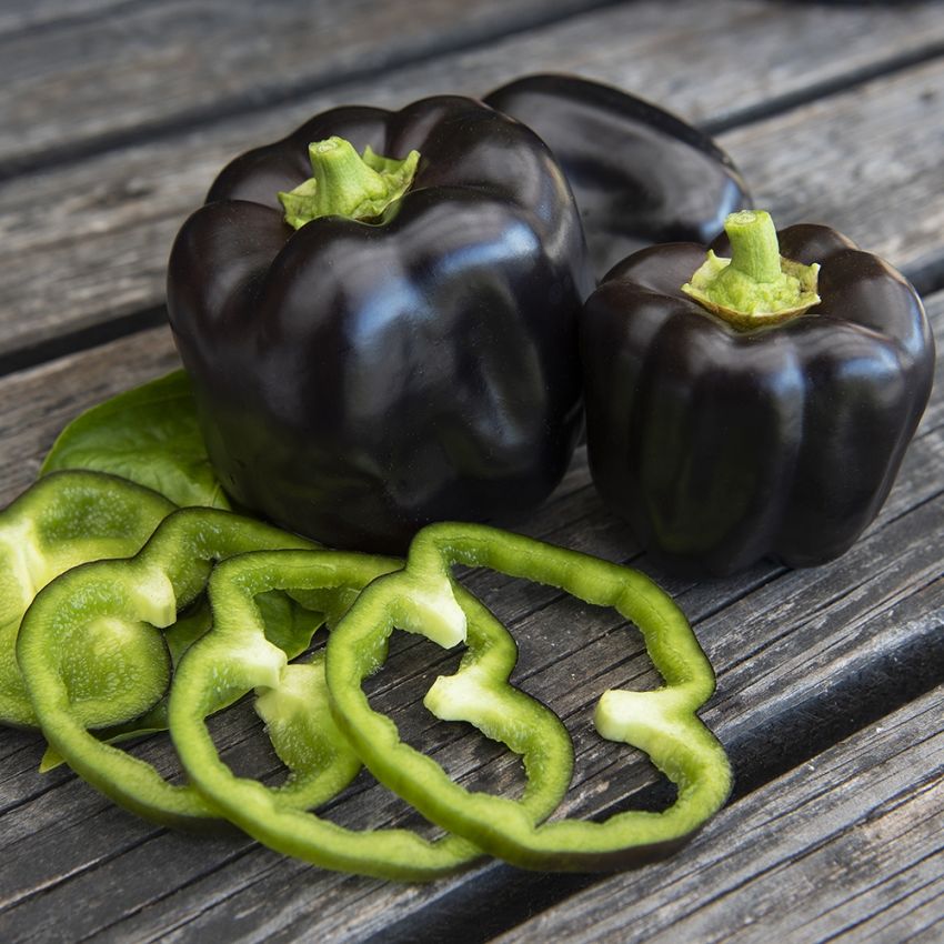 paprika F1 Mavras, svart  med krispigt, klargrönt fruktkött