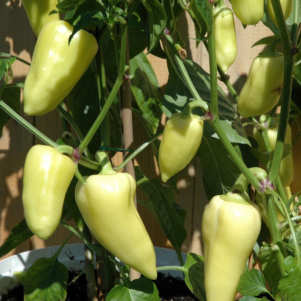 Paprika Zlata, Vaxgula, ca 8 cm långa frukter, små kärnhus. Blir röda vid mognad