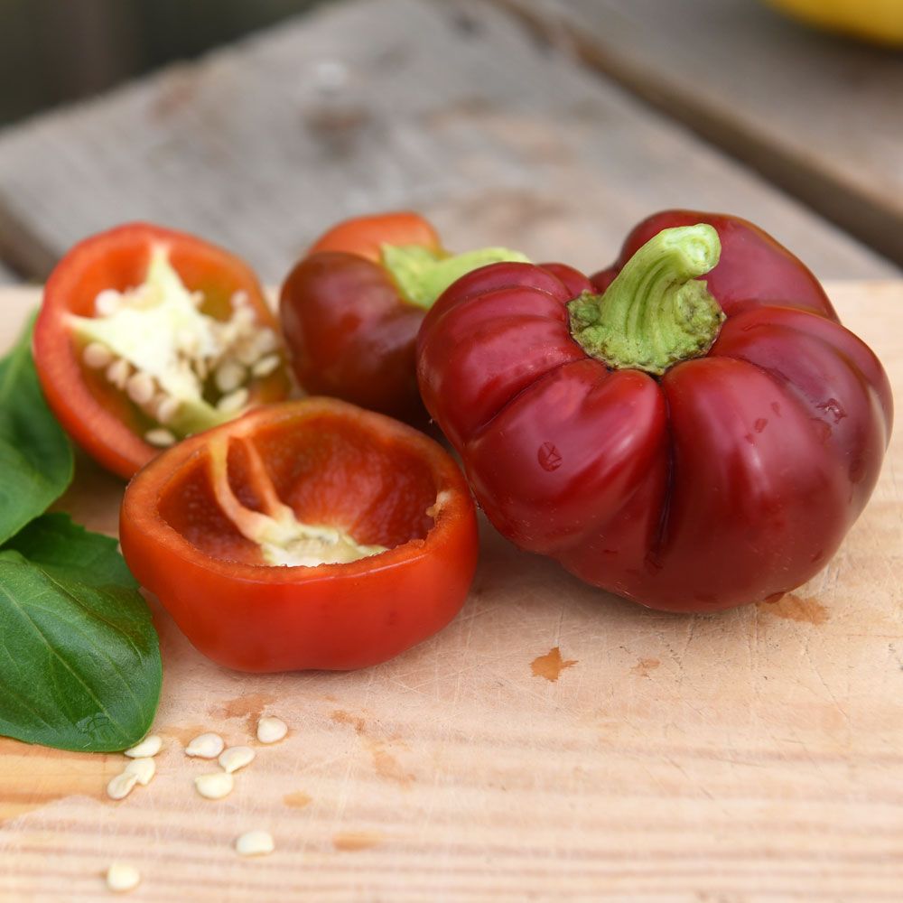 Tomatpaprika Dumas, Lågväxande sort med halvstora, plattrunda röda frukter. 
