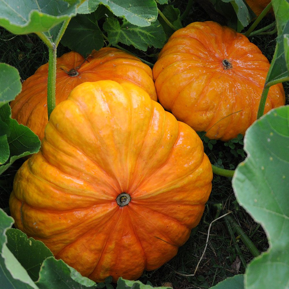 Mammutpumpa 'Rouge Vif d'Etampes', plattrunda, orangeröda frukter.