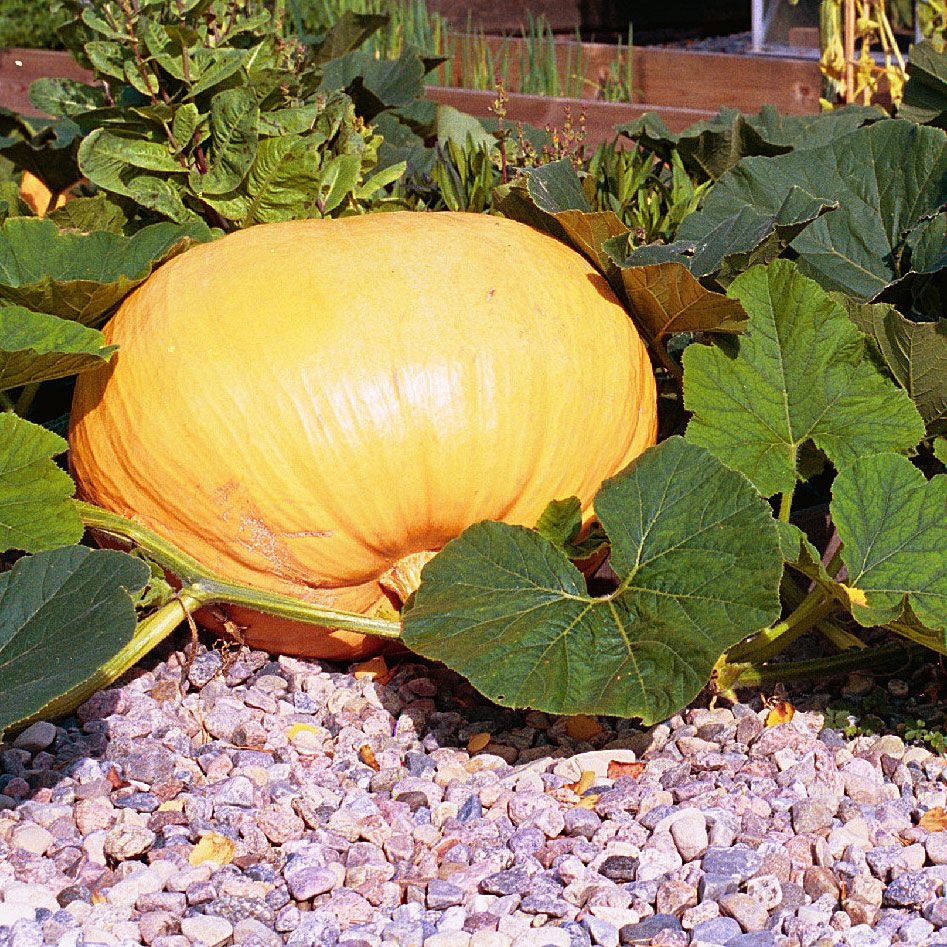 Mammutpumpa 'Atlantic Giant'. Gigantisk tävlingssort, matpumpa eller halloween