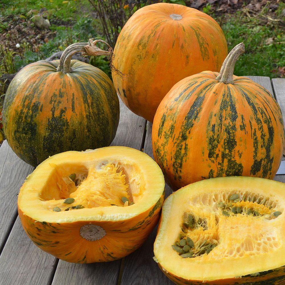 Nakenfröpumpa 'Olga', Gröngula frukter. Skalfria, oljerika frön med nötig smak.