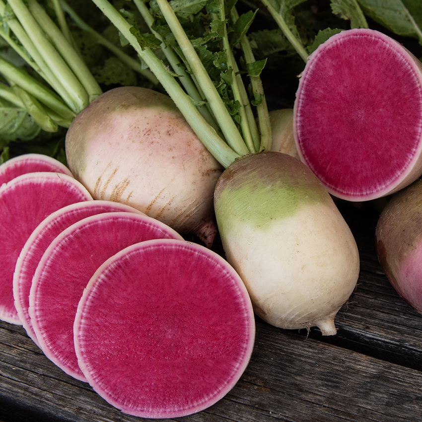 Kinesisk Rättika 'Red Meat', Runda, grön-vita rötter. Rosaröd och vit innersida.