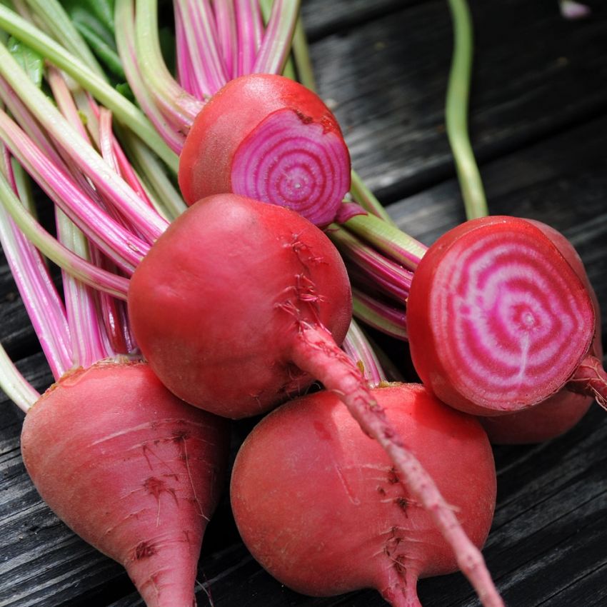 Rödbeta 'Chioggia', röd- och vitrandig rödbeta med runda, välformade rötter.