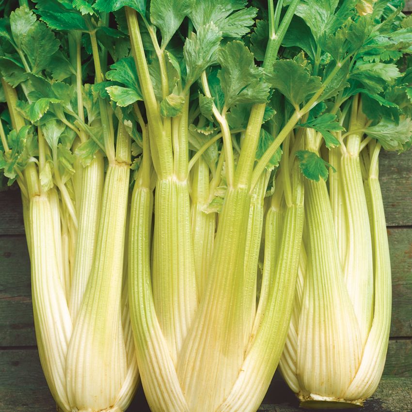 Blekselleri 'Golden Self Blanching 2', krispiga, tjocka, ljust gulgröna stjälkar