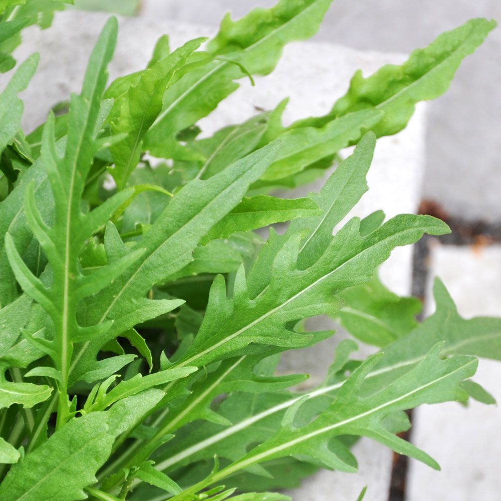 Italiensk rucola 'Wildfire', Djupt gröna, tandade blad. Intensiv, pepprig smak.