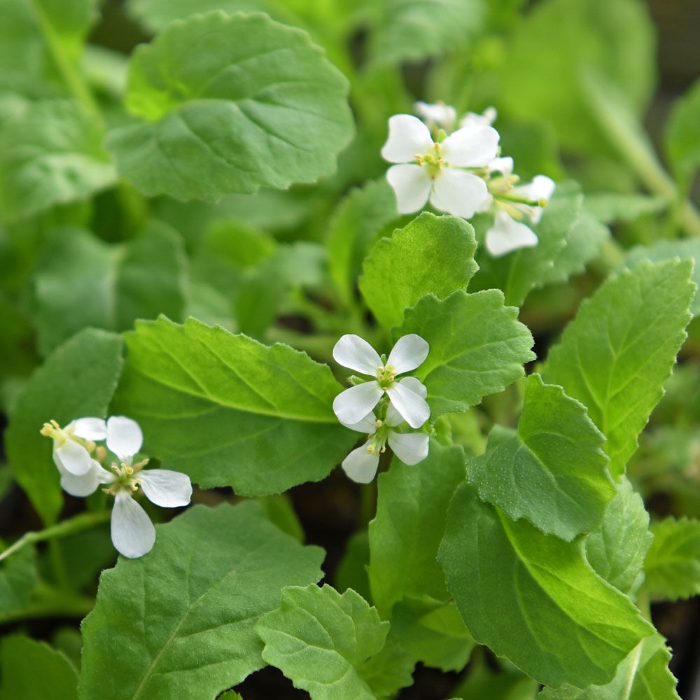 Wasabirucola 'Wasabi' bladgrönsak med en intensiv smak av pepparrot och wasabi. 