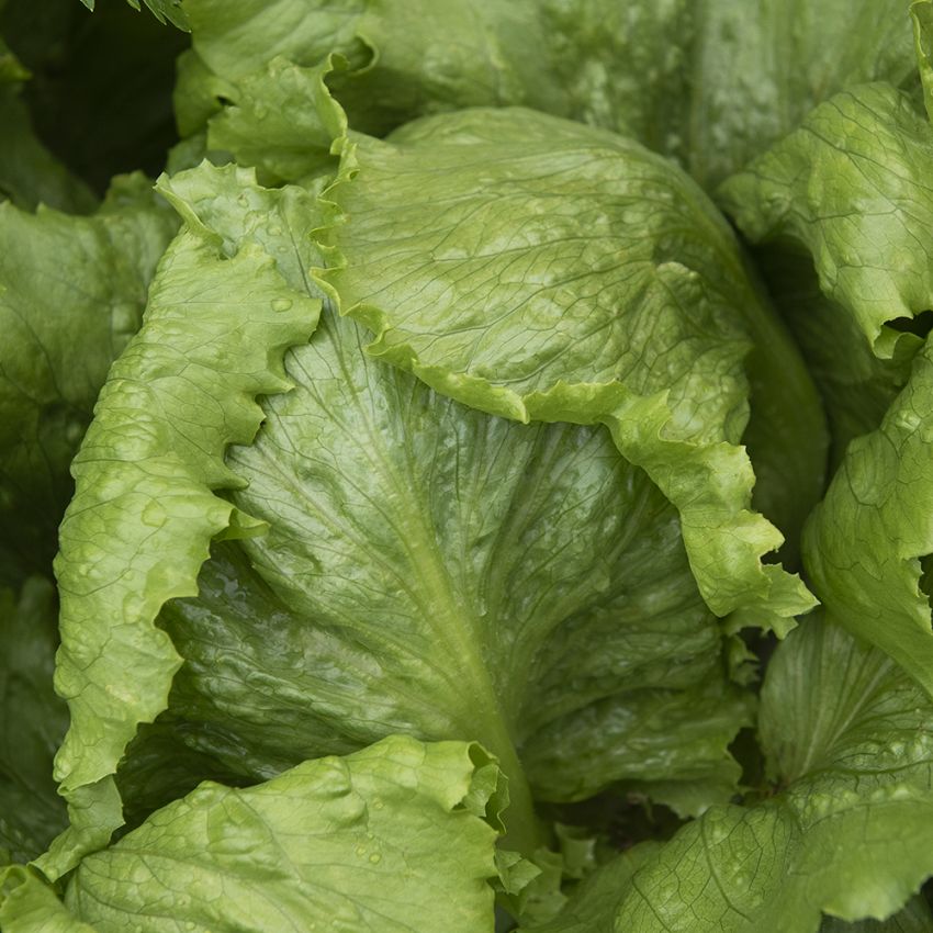 Isbergssallat ''Saladin'', Stora till medelstora huvuden med få lösa ytterblad.