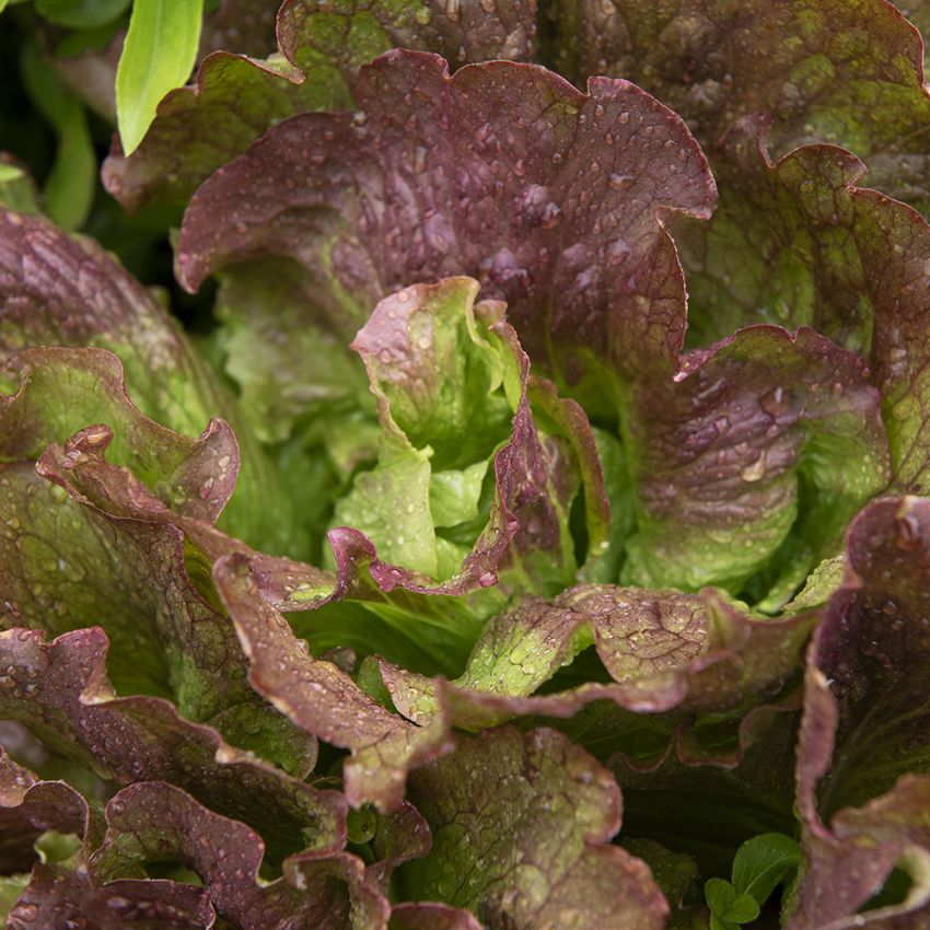 Isbergssallat 'Red Iceberg' sallad med skiftningar rött och grönt